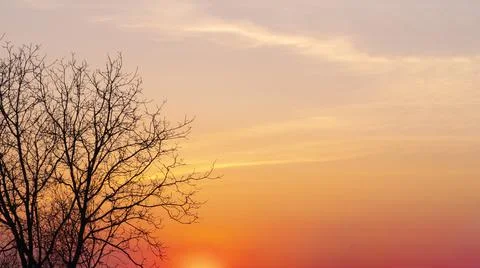 Orange sunset sky and tree copy space. Stock Photos