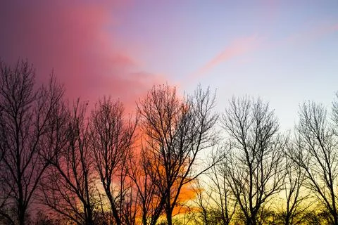 Orange sunset sky with tree silhouette Stock Photos