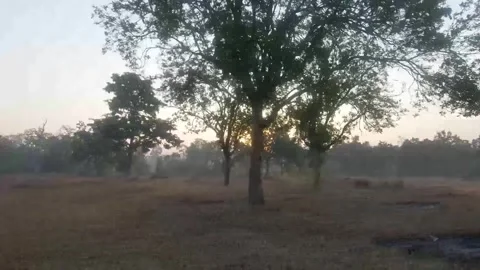 Orange sunset through the foliage in Pench national park Stock-Footage 253483210