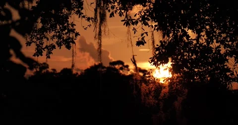 Orange sunset, time lapse, framed silhouetted branches, Spanish moss Stock Footage 137425801