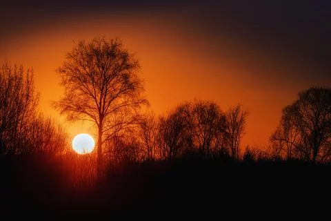 Orange sunset with trees in the background Foto stock
