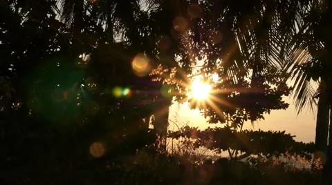 Orange Sunset with Trees Silhouette at Lake. Slow Motion. Vidéo 41626446