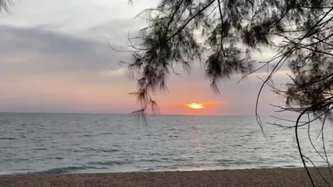 The orange sunset under the fluttering pine branches Stock Footage 196979112