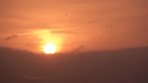 Orange sunset when it windy weather. Stock Footage 90677933