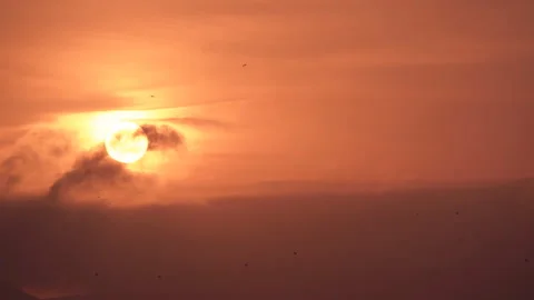 Orange sunset when it windy weather and flying birds. Stock Footage 90678157