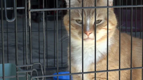Orange Tabby in Cage Vidéo 23168345