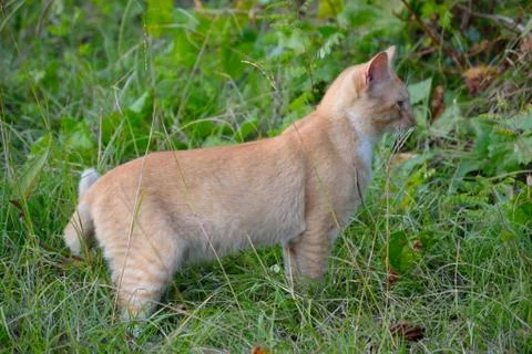 Orange tabby cat 2 Foto stock