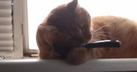 Orange tabby cat being brushed by a hand with a grooming tool Stock Footage 339068523