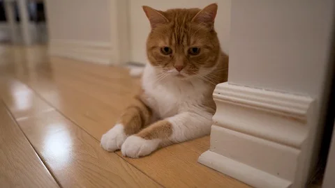 An orange tabby cat chases and tries to catch a red dot from a laser Stock Footage 102935461