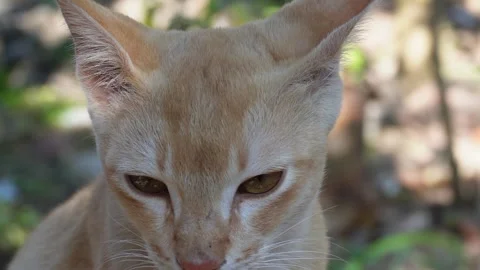 Orange Tabby Cat Closeup Stock Footage 332574589