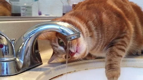 Orange Tabby Cat Drinking from Faucet Stock Footage