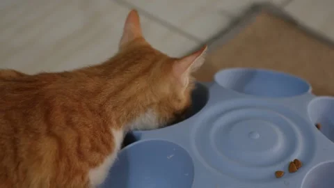 Orange Tabby Cat Eating Dry Food from Bowl at Home Vídeo Stock 345101908