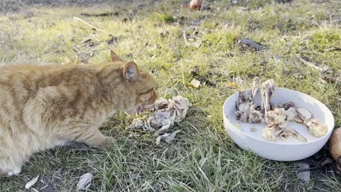 Orange Tabby Cat Eating From White Bowl Outdoors Video stock 344716987
