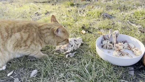 Orange Tabby Cat Exploring Food Scraps Outdoors Видео 344716994