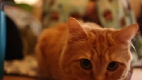 Orange Tabby Cat Stock Footage 240436583