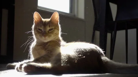 Orange tabby cat getting up and leaving 스톡 동영상 63385460