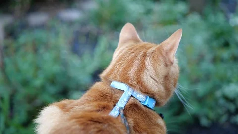 Orange tabby cat in a green backyard. Stock Footage 109437522