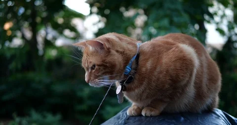 Orange tabby cat in a green backyard. Stock Footage 109438636