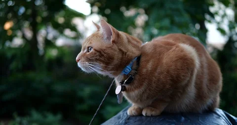 Orange tabby cat in a green backyard. Stock Footage 109441418