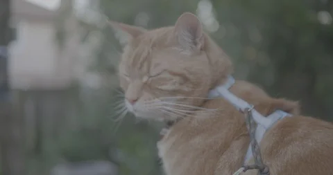 Orange tabby cat in a green backyard. Stock Footage 109443052