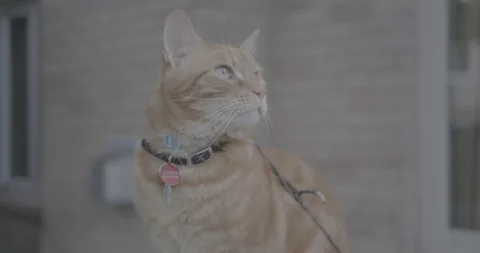 Orange tabby cat in a green backyard. Stock Footage 109443672