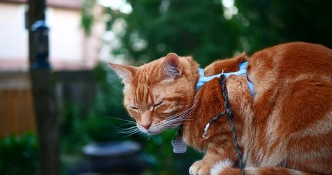 Orange tabby cat in a green backyard. Stock Footage 109444244