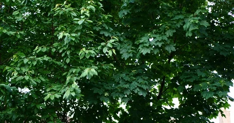 Orange tabby cat in a green backyard. Stock Footage 109445946