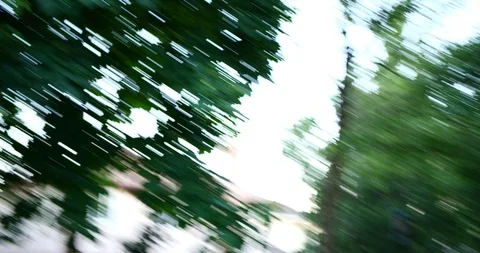 Orange tabby cat in a green backyard. Stock Footage 109446894