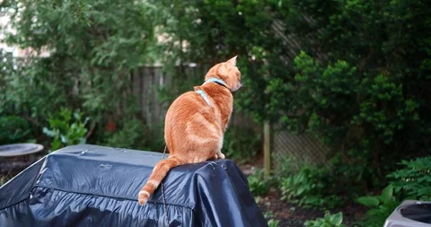 Orange tabby cat in a green backyard. Stock Footage 109447621