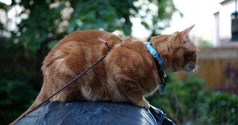 Orange tabby cat in a green backyard. Stock Footage 109481874