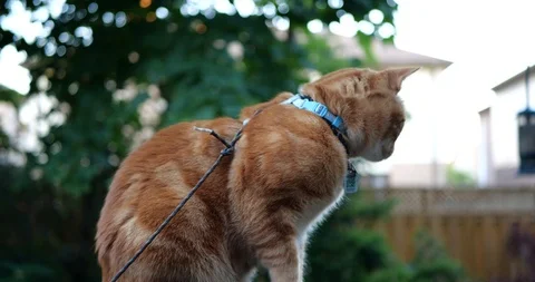 Orange tabby cat in a green backyard. Stock Footage 109482060