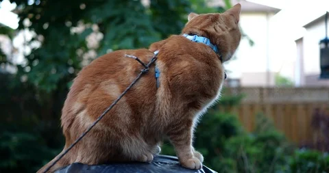 Orange tabby cat in a green backyard. Stock Footage 109482378