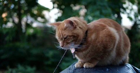Orange tabby cat in a green backyard. Stock Footage 109482703