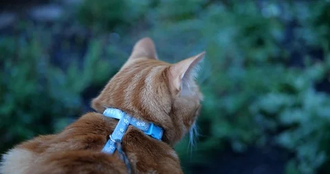 Orange tabby cat in a green backyard. Stock Footage 109482864