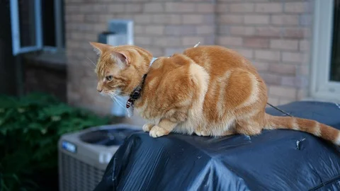 Orange tabby cat in a green backyard. Stock Footage 109483004