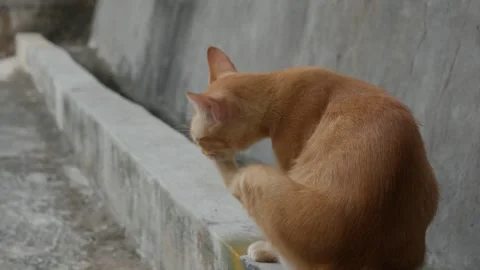 Orange Tabby Cat Grooming Its Paw While Sitting on a Concrete Ledge Outdoors Stock Footage 341869114