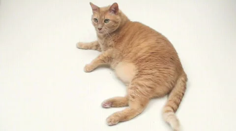 Orange tabby cat - HD  스톡 동영상 445727