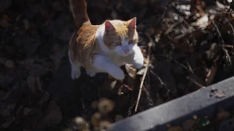 Orange tabby cat jumping over a wooden ledge in autumn. , surrounded by crisp Stock Footage 291451192