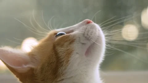 Orange Tabby Cat Kitten closeup with bokeh during Golden Hour slow motion 4k Stock Footage