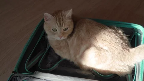 Orange tabby cat laying in a suitcase and waits for a vacation trip Video stock 285961727