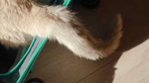 Orange tabby cat laying in a suitcase, wags its tail and waits for a trip Stock-Footage 285961757