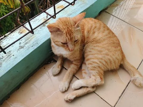 Orange Tabby Cat Looking Back on Outdoor Tiled Floor Stock Photos