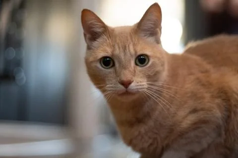 Orange Tabby Cat Looking into the Camera Stock Photos