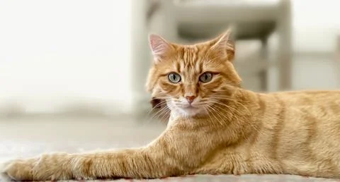 Orange tabby cat looking at the camera Stock Photos