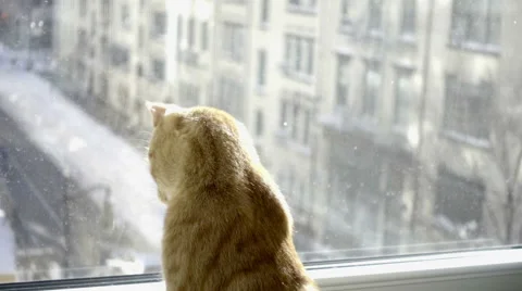 Orange tabby cat looking at city view from window sill cold snowing winter NYC Stock Footage 59783530