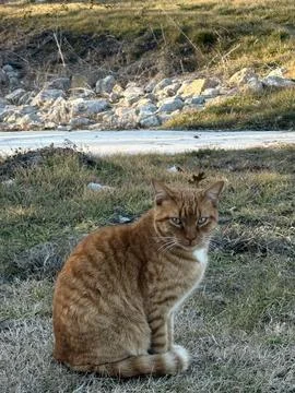 Orange Tabby Cat Looking Toward Camera Near Creek Stock-Fotos