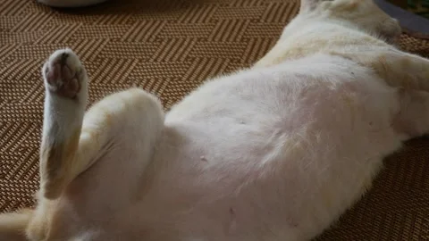 Orange tabby cat lying on back exposing white belly Stock Footage 335210447