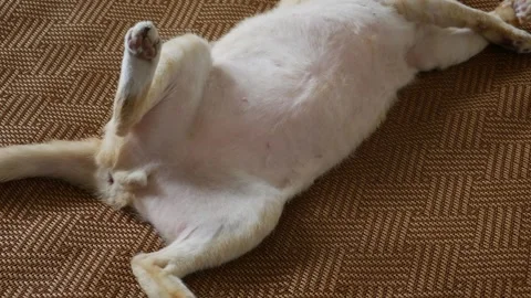 Orange tabby cat lying on back exposing white belly Stock-Footage 335210452