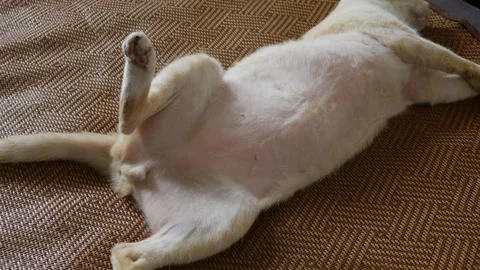 Orange tabby cat lying on back exposing white belly Stock Footage 335710864