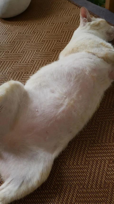 Orange tabby cat lying on back exposing white belly Stock Footage 335711197